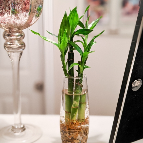 Live Lucky Bamboo Home Easy Grow Decor - Picture 11 of 12